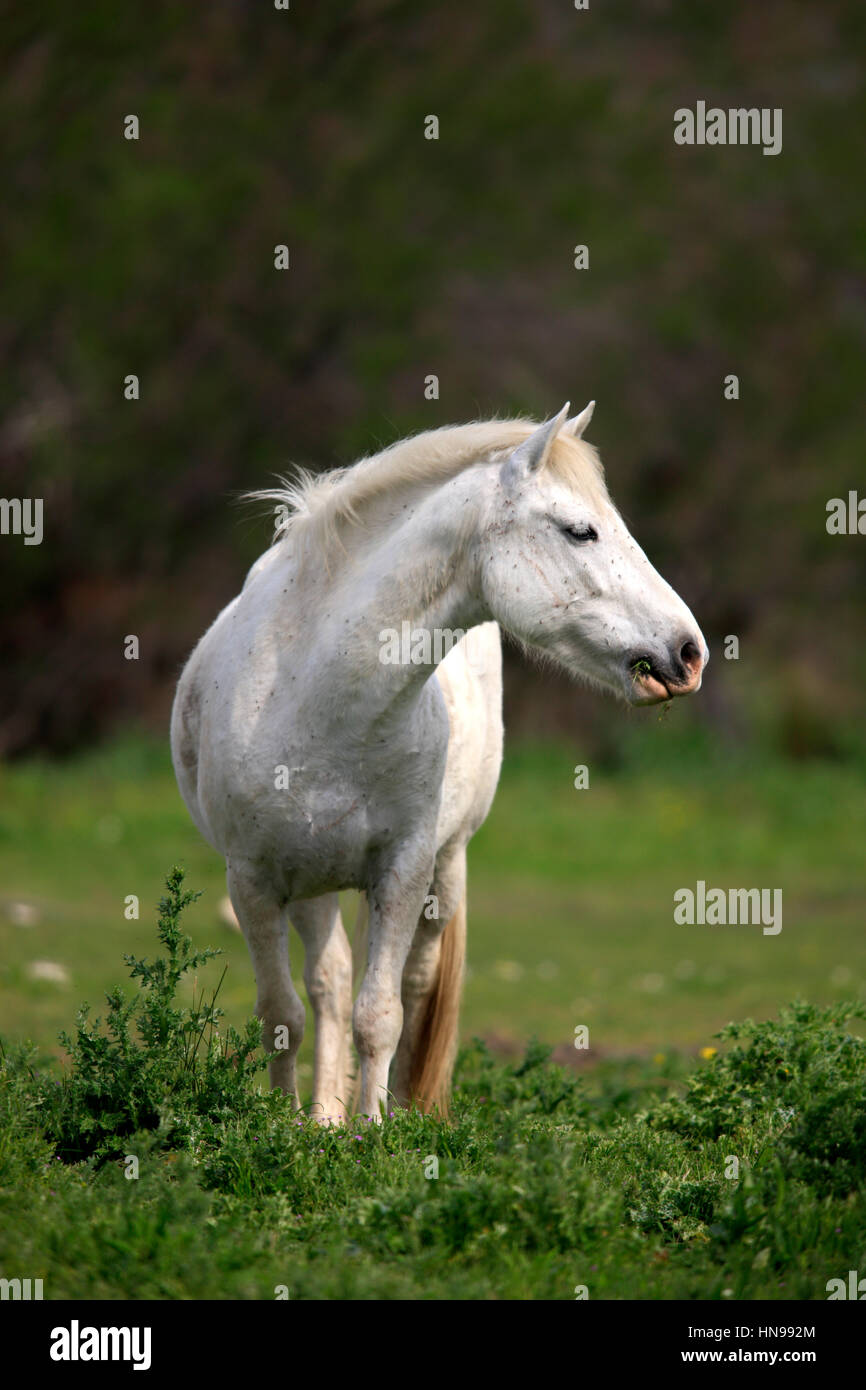 Camargue-Pferd, Equus Caballus, Saintes Marie De La Mer, Frankreich, Europa, Camargue, Bouches du Rhone, Stute in Wiese Stockfoto