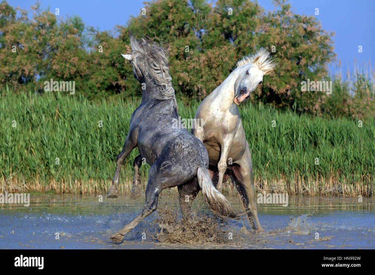 Camargue-Pferd, Equus Caballus, Saintes Marie De La Mer, Frankreich, Europa, Camargue, Bouches-du-Rhône, Hengste, die Kämpfe im Wasser Stockfoto