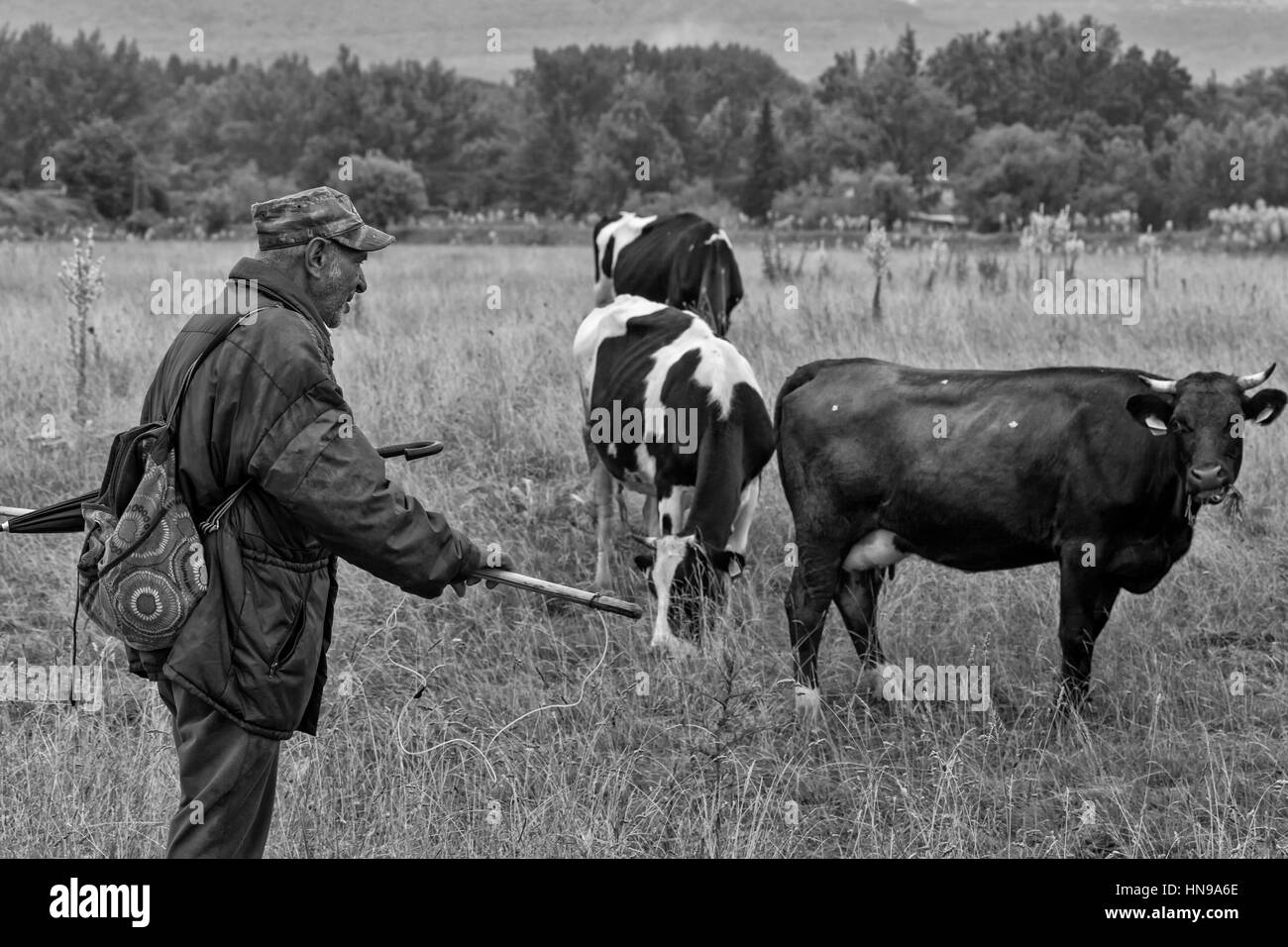 Pavlikeni, Bulgarien - 21.6.2015.: ein Alter Mann tendiert die Kühe Stockfoto