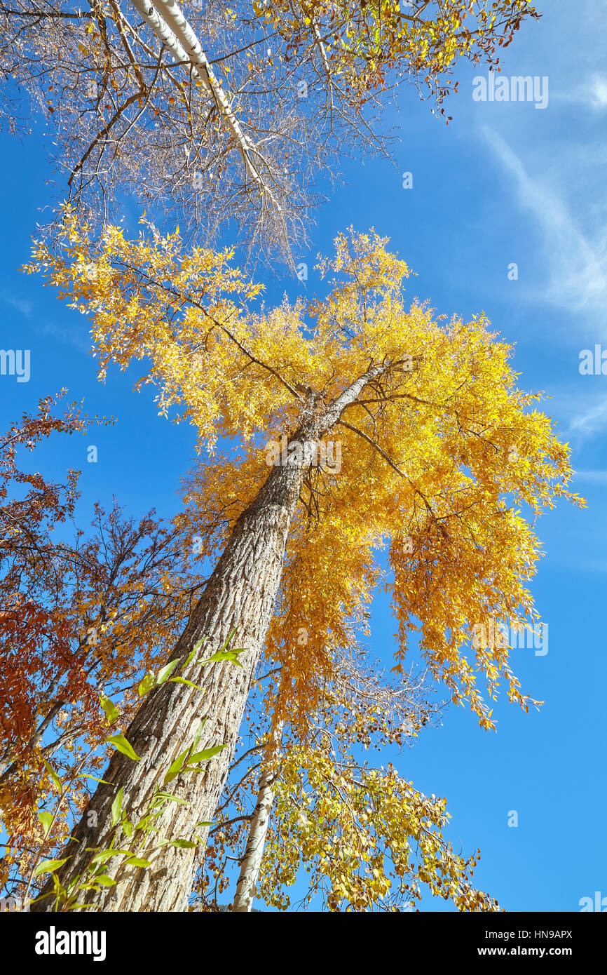 Nachschlagen im Herbst Bäume an einem sonnigen Tag, Natur Hintergrund. Stockfoto