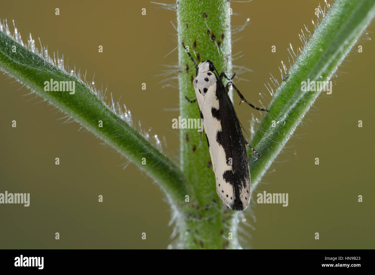 Ethmia Bipunctella, Viper's Bugloss Moth, Viper Bugloss Moth, grenzt Ermel, grenzt Echium Ermel, Grasminiermotten, Elchistidae, Ethmiidae Stockfoto