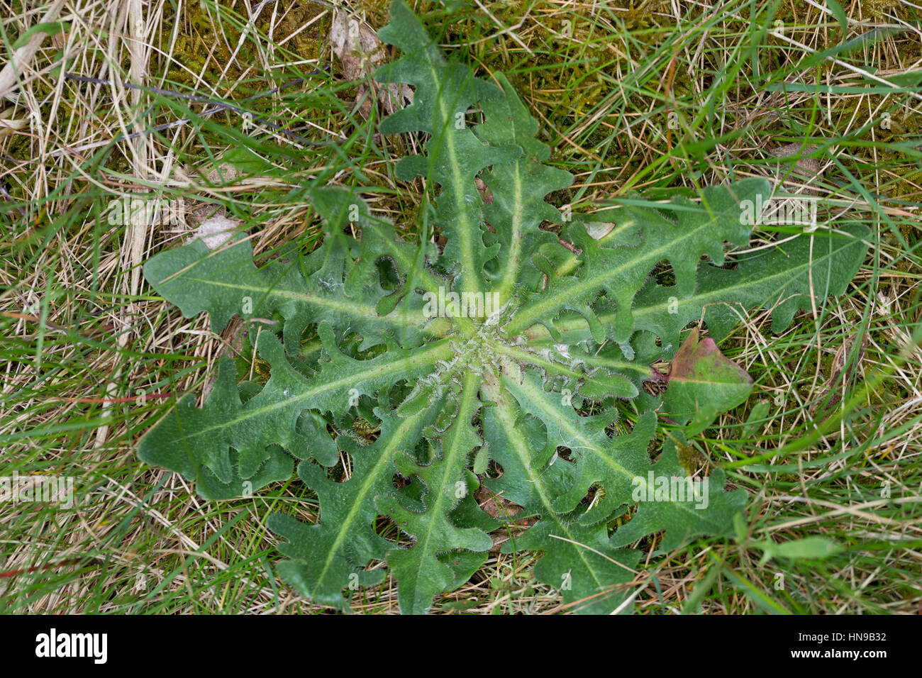 Gewöhnliches Ferkelkraut, Blatt, Blätter, Blattrosette, Hypochaeris Radicata, Spotted auprobieren Ohr Porcelle Stockfoto