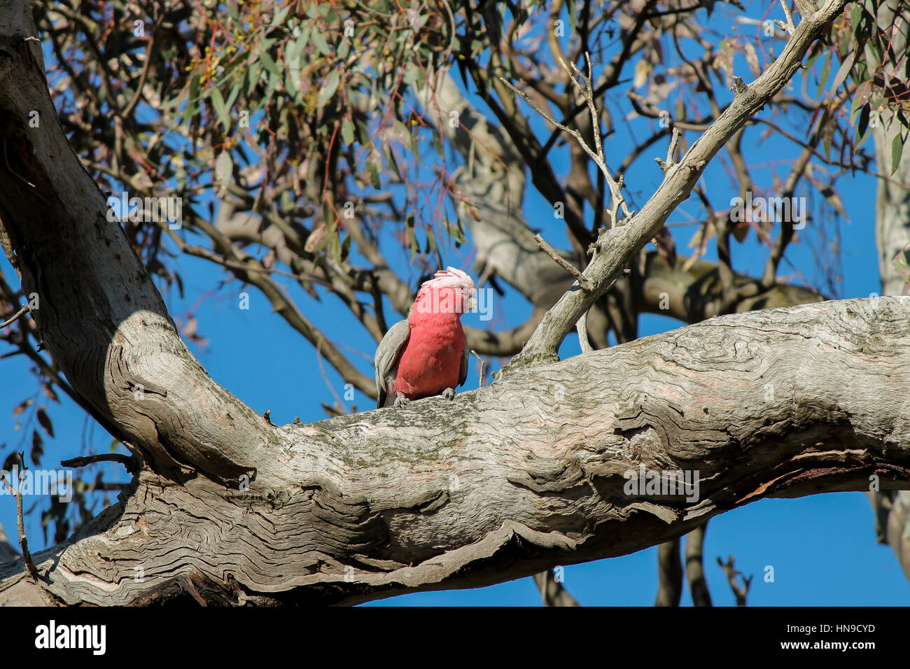 Australische Papagei auf einem Ast Stockfoto