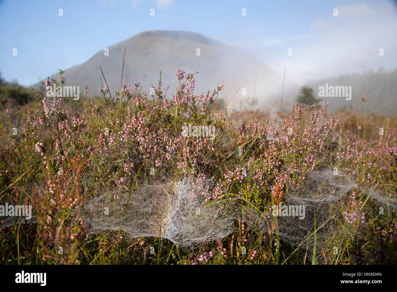 Blick vom niedrigen Winkel vom Heidekraut Rasen in Richtung Sgorr Nam Fiannaidh Berg im Hochland in Glen Coe, Schottland, Großbritannien Stockfoto