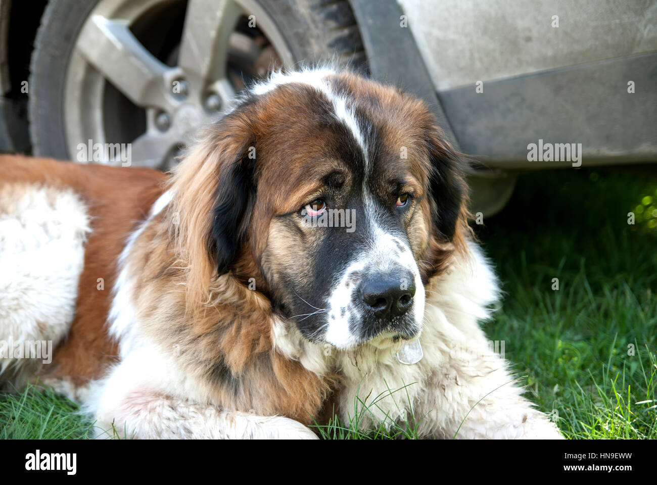 Moskauer Wachhund auf dem grünen Rasen hautnah Stockfoto