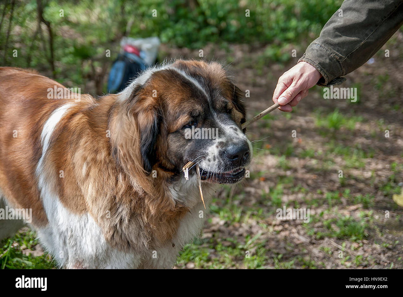Großer Moskauer Wachhund und die menschliche hand Stockfoto