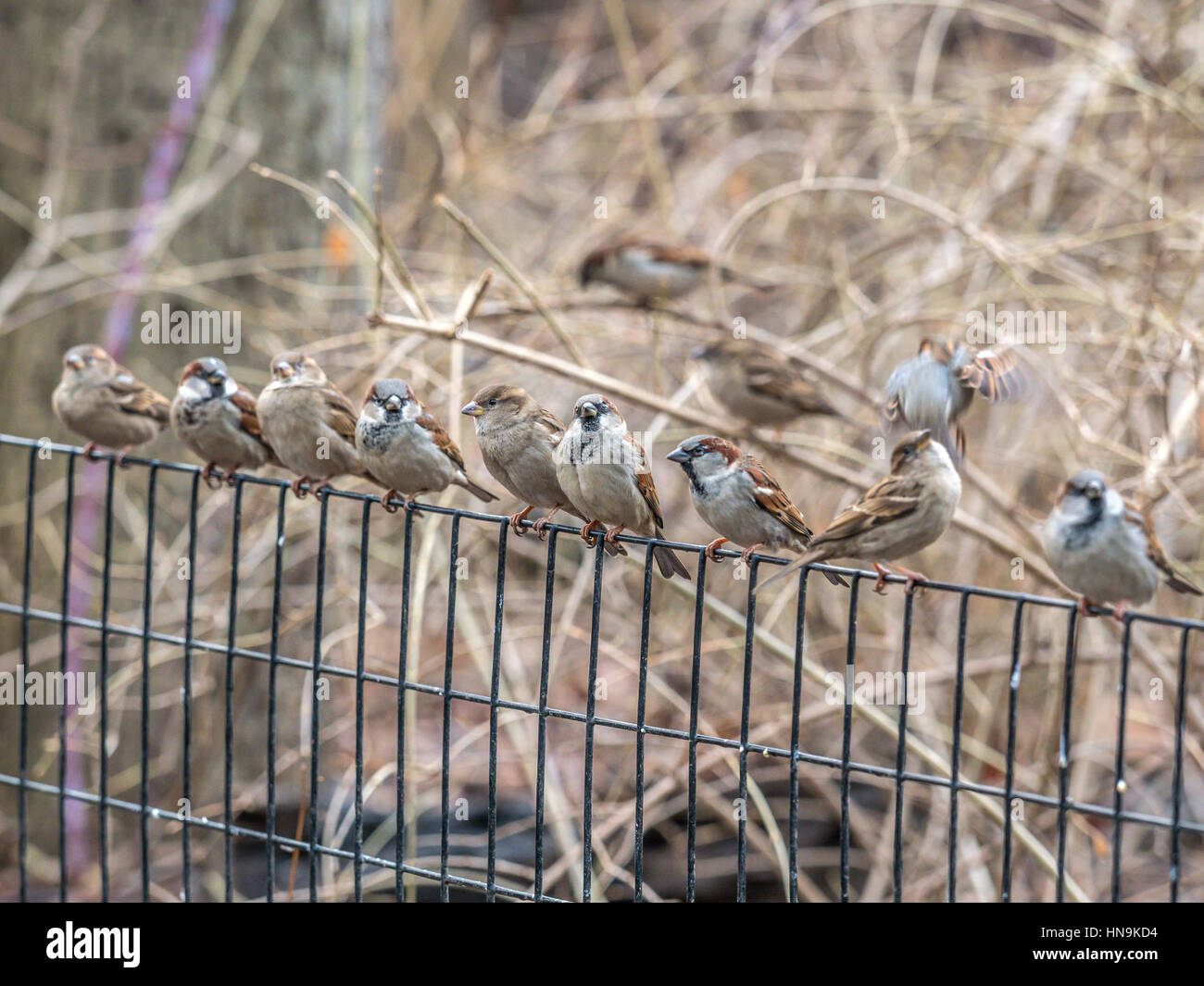 Haussperling (Passer Domesticus) ist ein Vogel der Spatz Familie Passeridae Stockfoto
