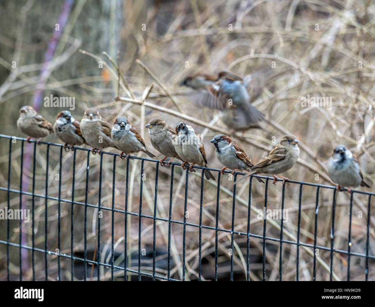 Haussperling (Passer Domesticus) ist ein Vogel der Spatz Familie Passeridae Stockfoto