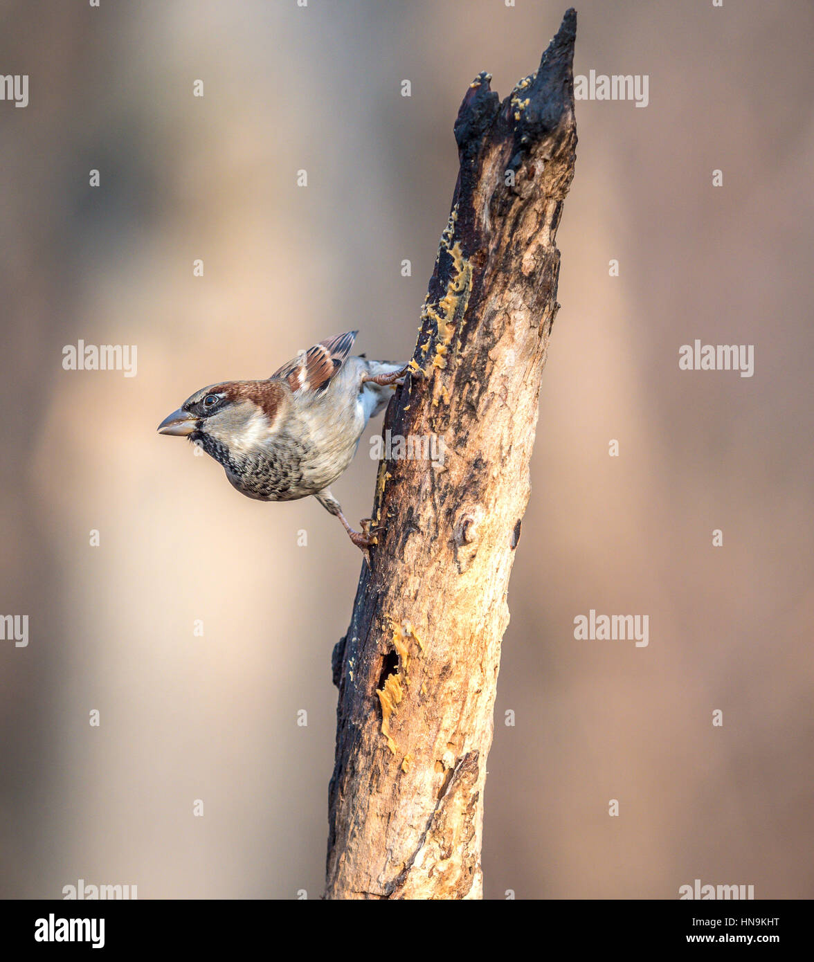 Haussperling (Passer Domesticus) ist ein Vogel der Spatz Familie Passeridae Stockfoto
