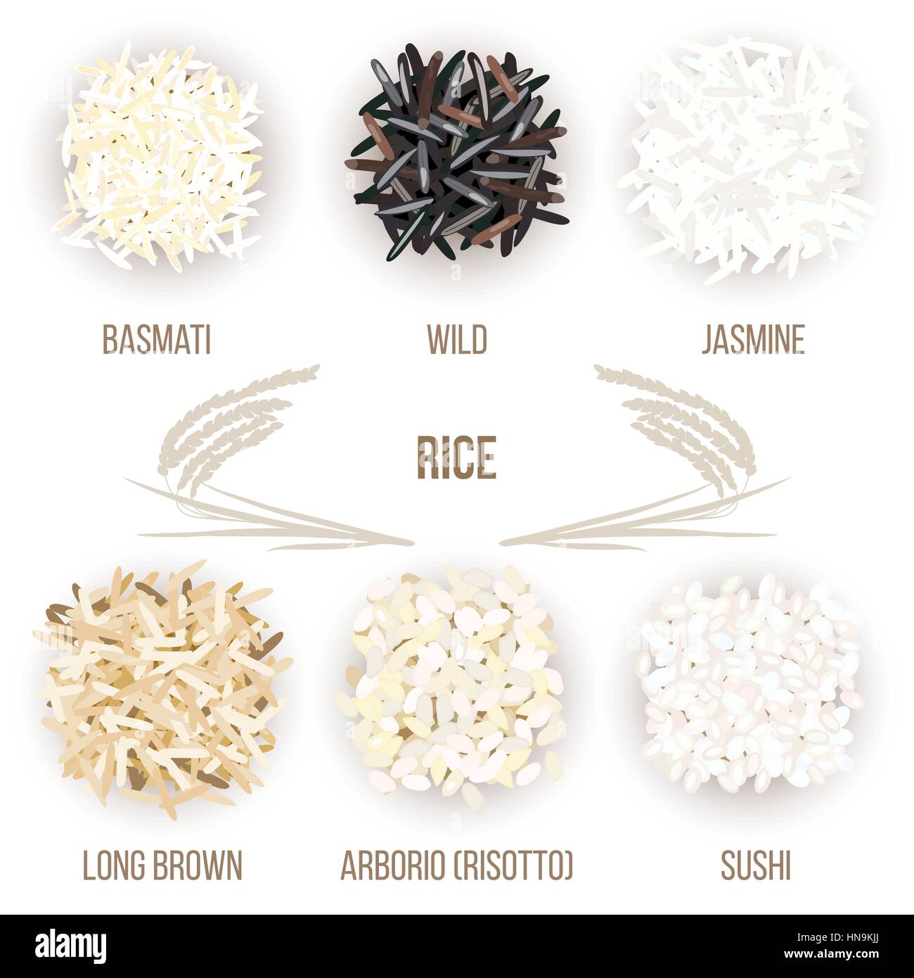 Verschiedene Arten von Reiskörnern, die isoliert auf weißem Hintergrund. Basmati, wild, Jasmin, lange braune, Arborio, Sushi. Vektor-Illustration. Für kulinarische Stock Vektor