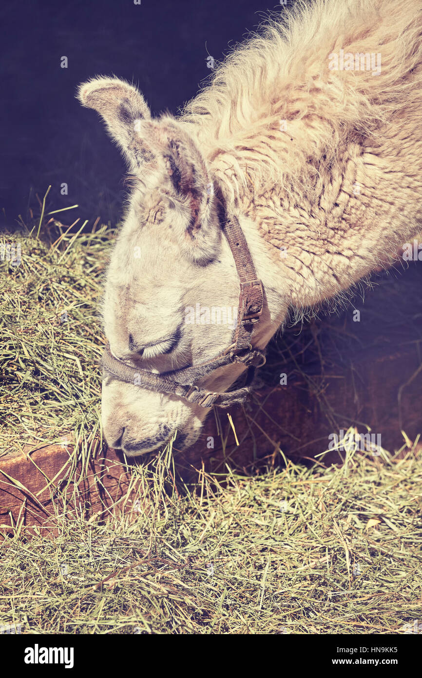 Farbe getönt Nahaufnahme Bild eines Lamas Essen Rasen. Stockfoto