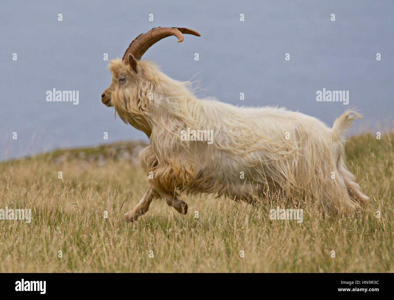 Kaschmir Ziege alpha-Männchen die Luft testen Stockfoto