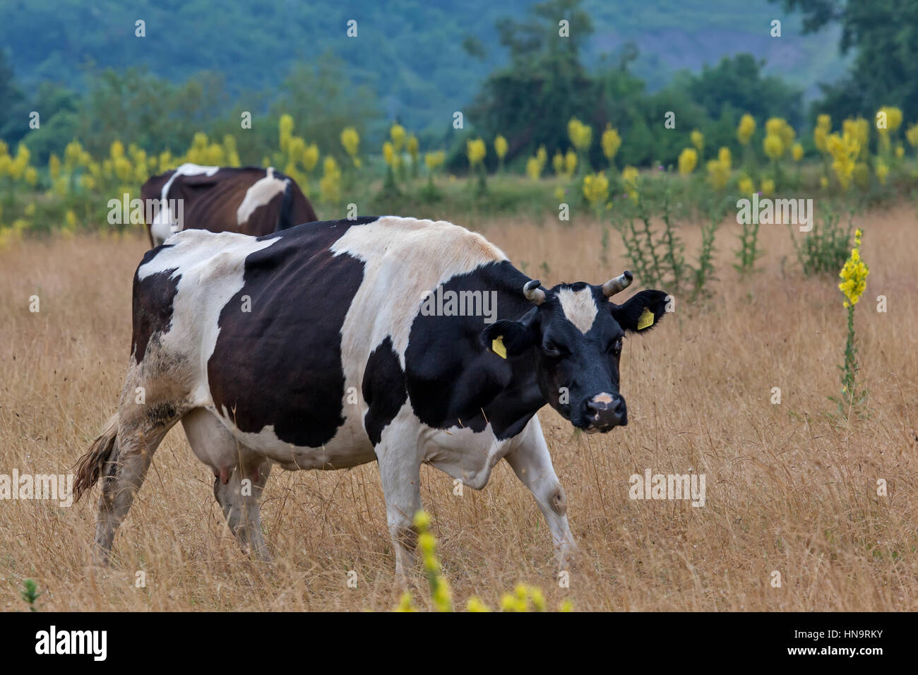 Kuh auf der Wiese im Nebel auf dem Rasen mit Tau bedeckt Stockfoto