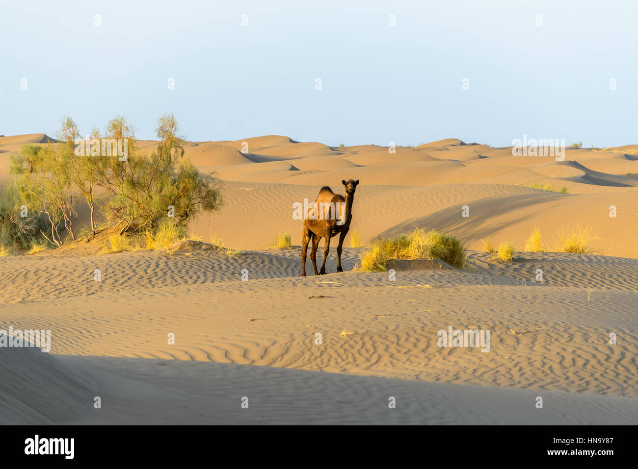 wilde Kamel in den Sanddünen der Wüste Dasht-e Kavir, Farahzad, Iran Stockfoto