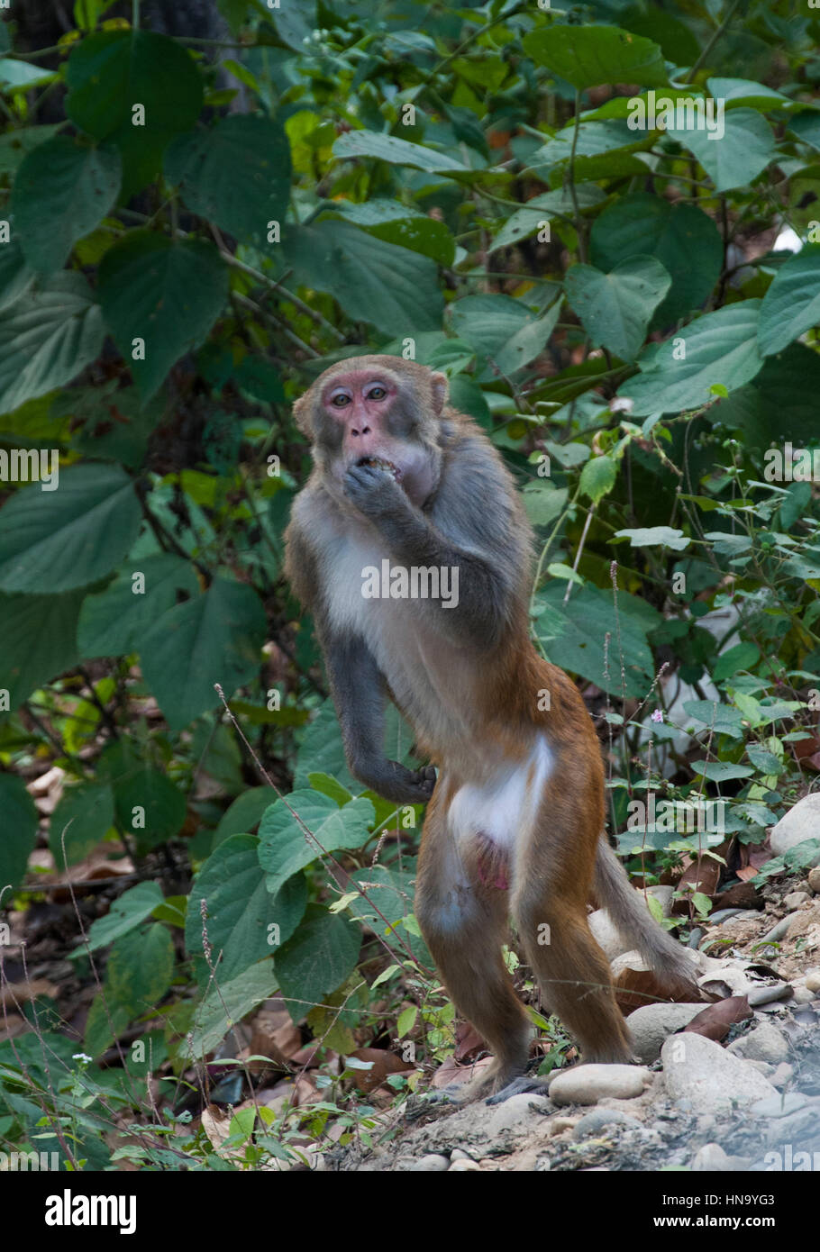 Rhesus-Affen am Straßenrand in Assam State, Nordost-Indien Stockfoto