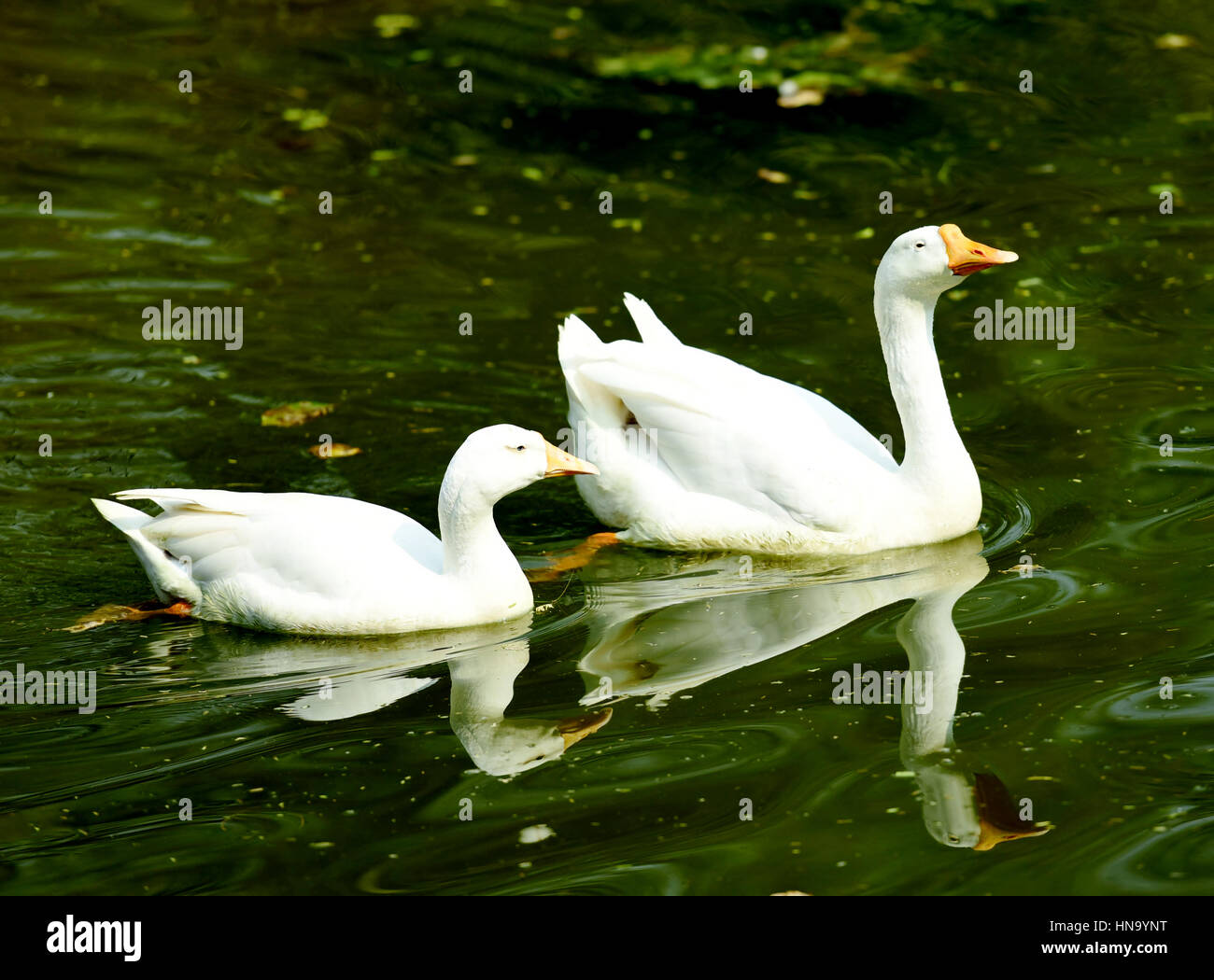 Zwei Schwäne schwimmen in einem See. Stockfoto