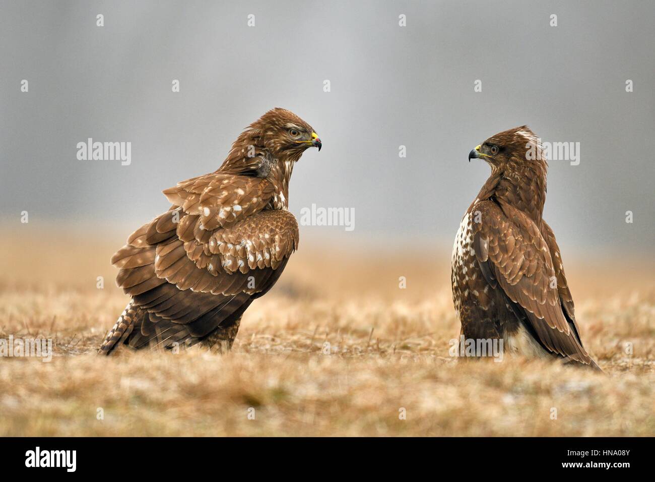 Zwei Bussarde (Buteo Buteo) stehend auf Wiese, Provinz Lodz, Polen Stockfoto