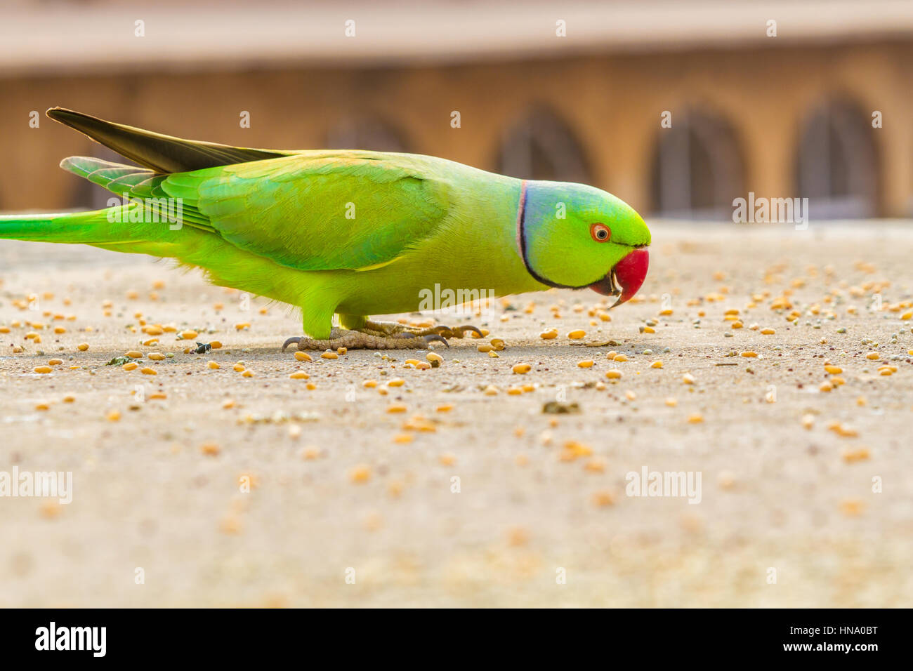 Ein grüner Papagei oder Sittich Rose-Ringed, Rajasthan, Nordindien. Stockfoto