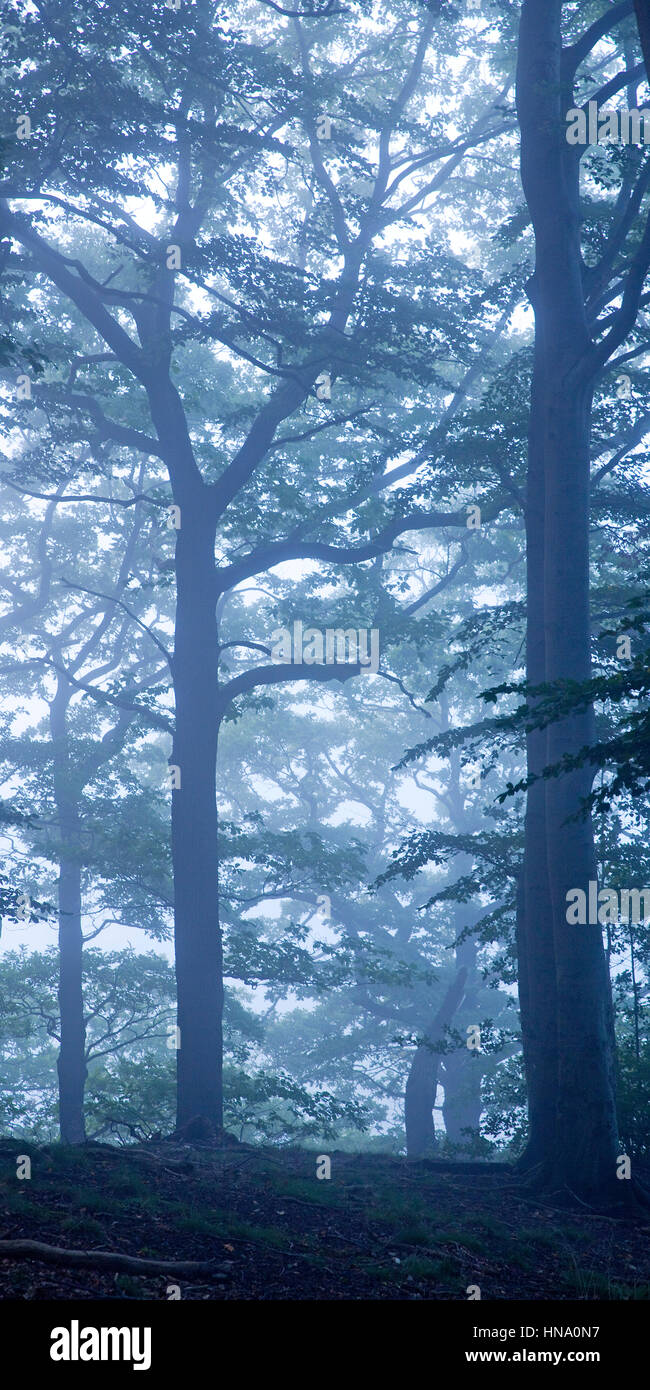 Geheimnisvollen nebligen Wald Landschaft, Dämmerung, Witten, Ruhrgebiet, North Rhine-Westphalia, Germany Stockfoto