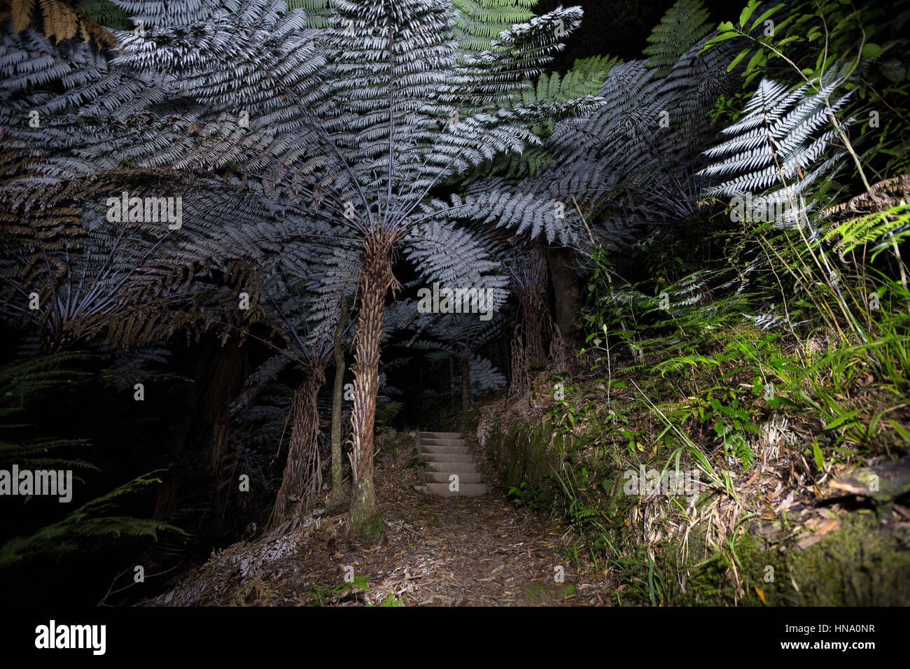 Nacht im Farn Wald, Waitomo, Neuseeland Stockfoto