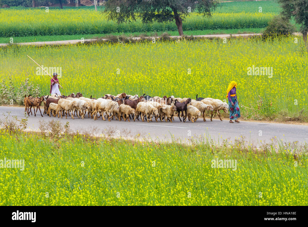 Abhaneri, Indien, 21. Januar 2017 - Dorfbewohner Schafe hüten, auf eine Straße vorbei an Senf Felder in Abhaneri, Rajasthan, Indien. Stockfoto