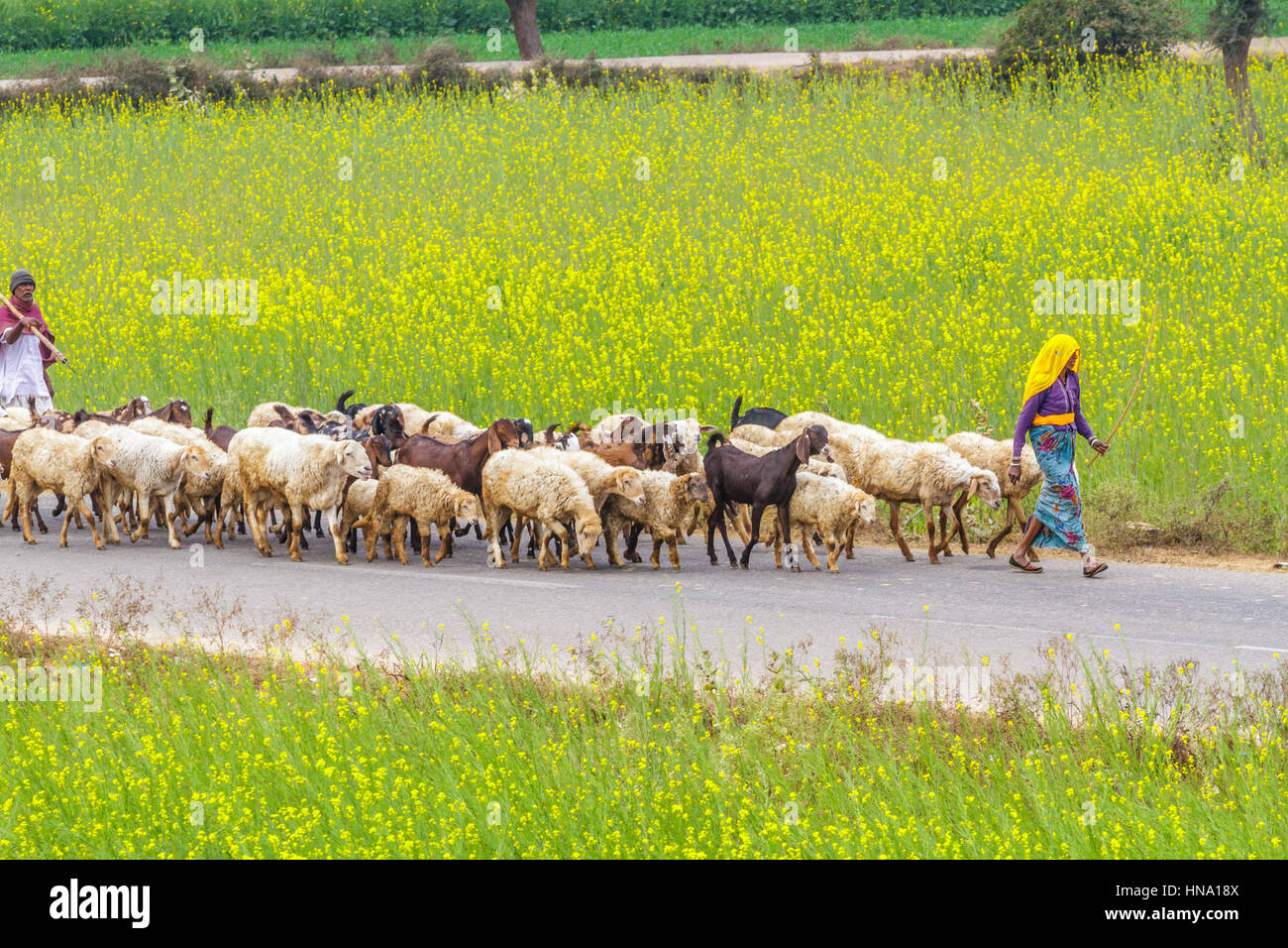 Abhaneri, Indien, 21. Januar 2017 - Dorfbewohner Schafe hüten, auf eine Straße vorbei an Senf Felder in Abhaneri, Rajasthan, Indien. Stockfoto