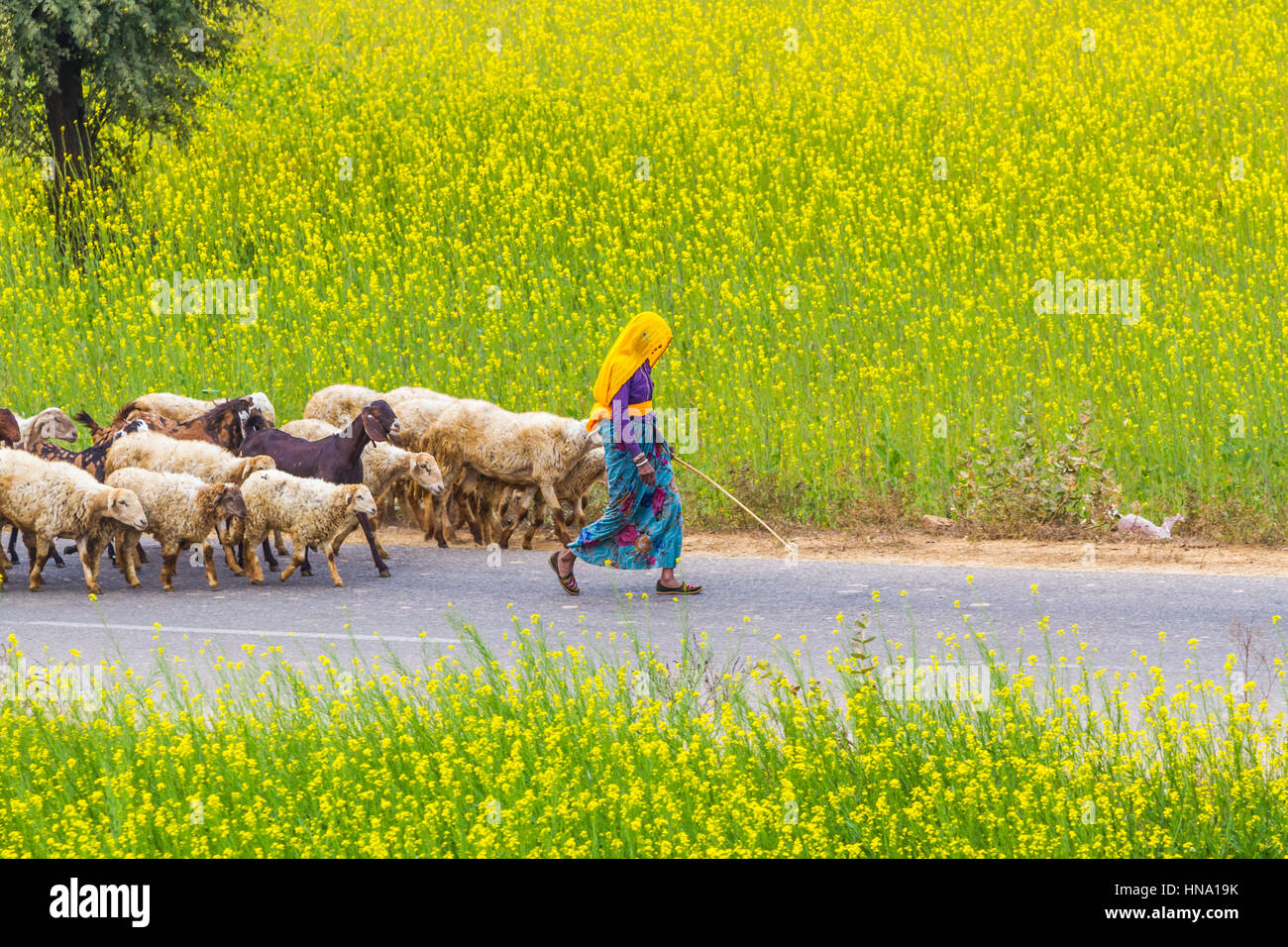Abhaneri, Indien, 21. Januar 2017 - Dorfbewohner Schafe hüten, auf eine Straße vorbei an Senf Felder in Abhaneri, Rajasthan, Indien. Stockfoto
