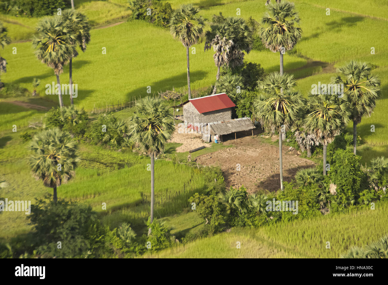 Luftaufnahme des Bauernhauses und Felder. Siem Reap, Kambodscha Stockfoto