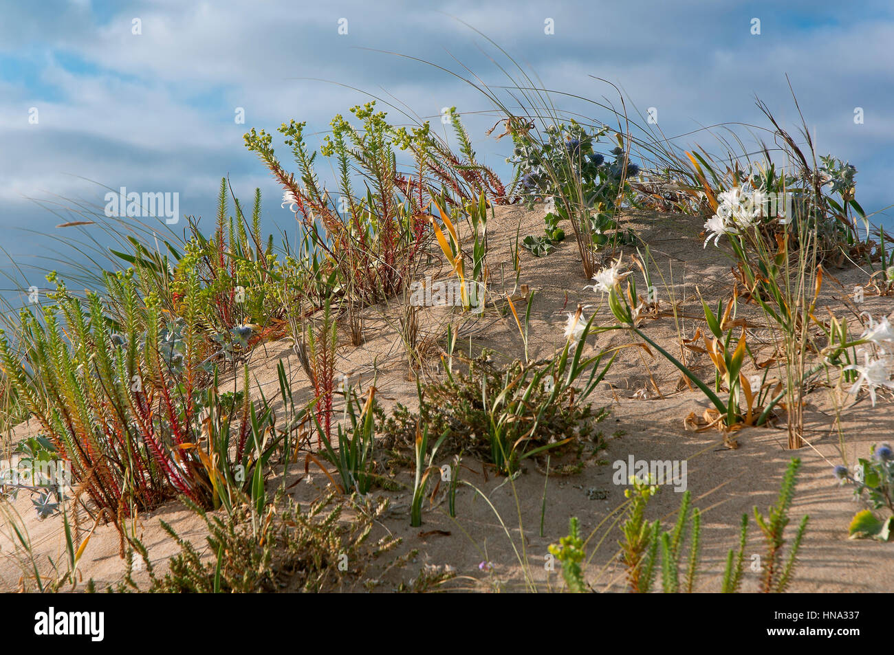Wildpflanzen in den Dünen, Strand von A Frouxeira, Valdoviño, La Coruña Provinz, Region Galicien, Spanien, Europa Stockfoto