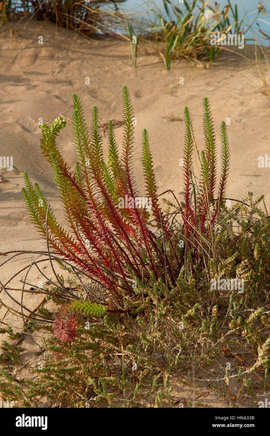 Meer-Wolfsmilch (Euphorbia Paralias) in den Dünen, Strand von einer Frouxeira, Valdoviño, La Coruña Provinz, Region Galicien, Spanien, Europa Stockfoto
