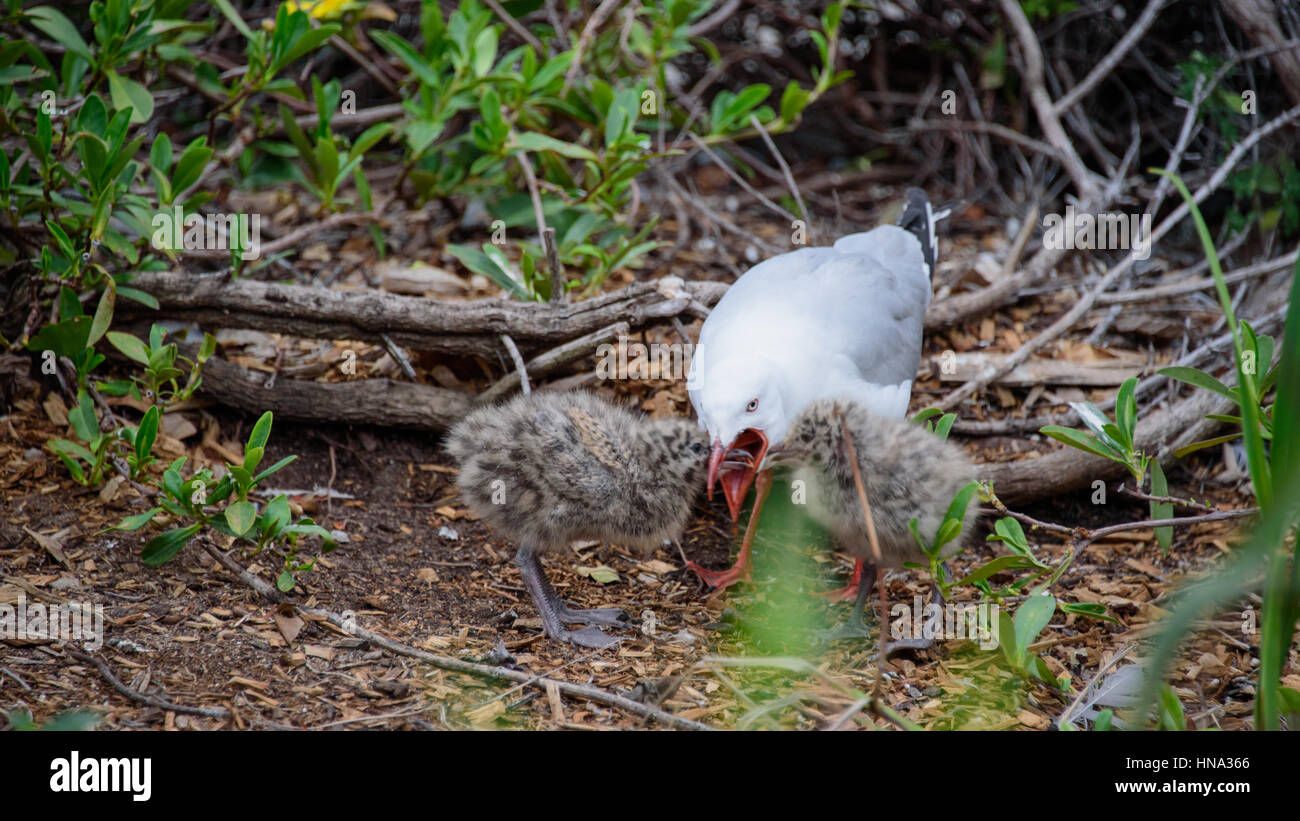 Seagull Fütterung der Küken Stockfoto