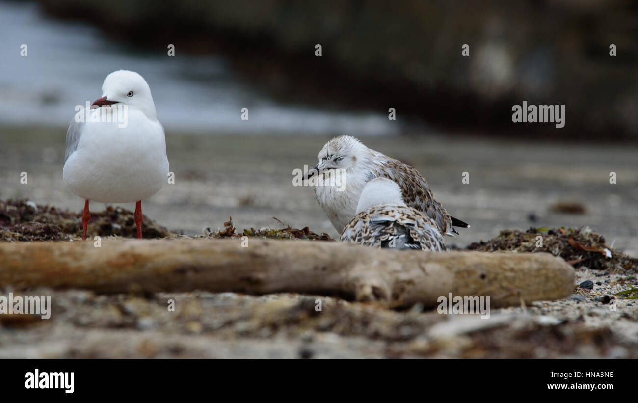 Möwe und ihre Küken Stockfoto