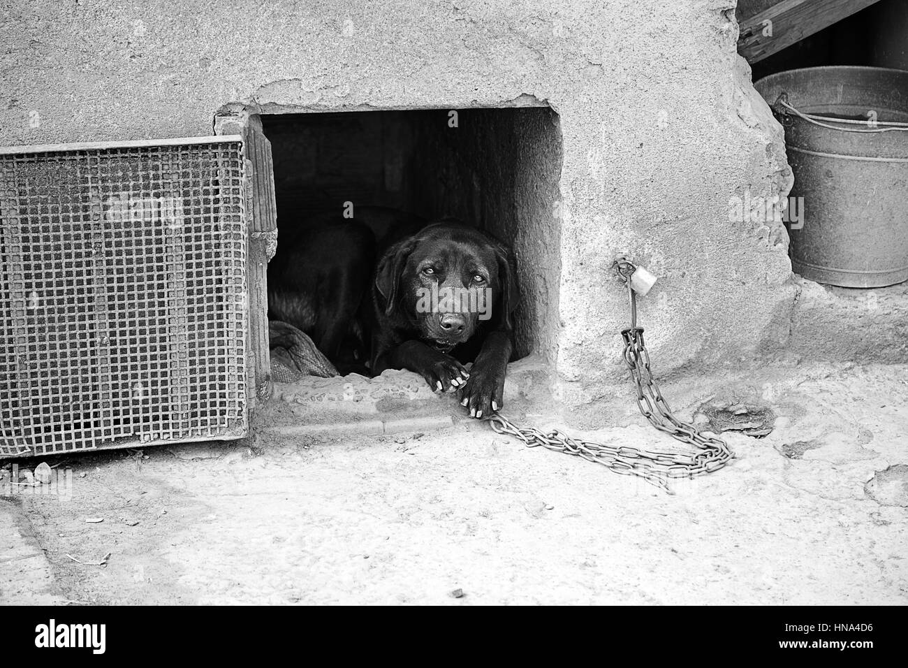 Misshandelten Hund, Haustier Detail schäbig, Hintergrund des Missbrauchs und der Schmerz Stockfoto