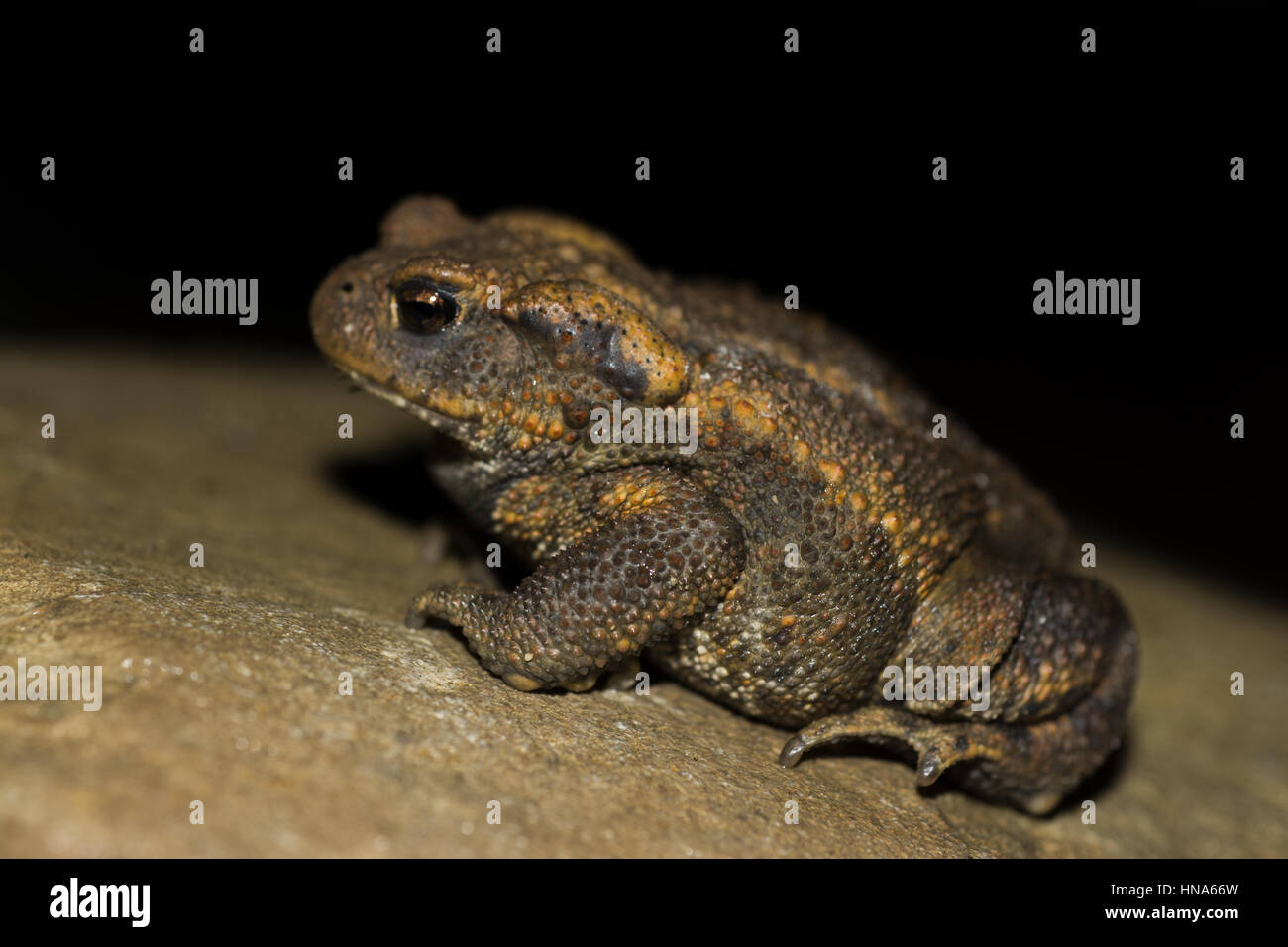 Gemeinsamen Kröte, Europäische Kröte, Bufo bufo Stockfoto