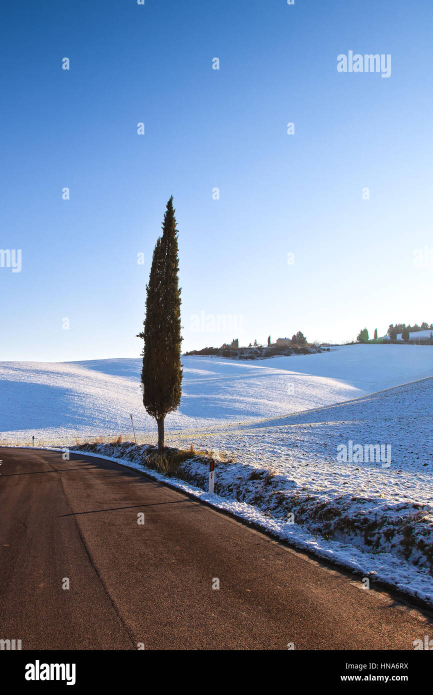 Einsame Zypresse und Schnee im Winter. Landschaft im ländlichen Raum. Val d Orcia, Toskana, Italien Stockfoto