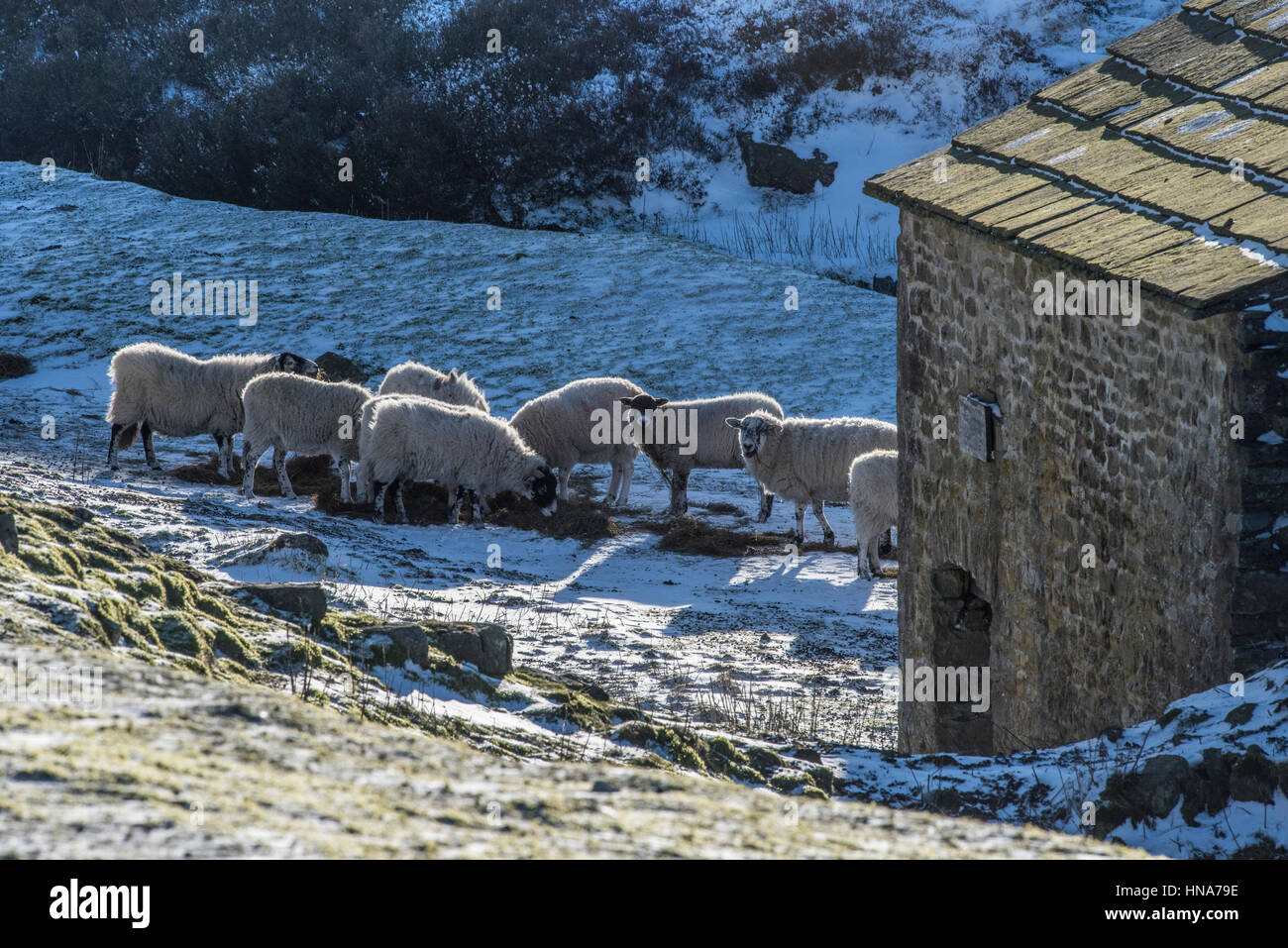 Mutterschafe (weibliche Schafe) ernähren sich von Silage im Grinton Mill, Swaledale Stockfoto