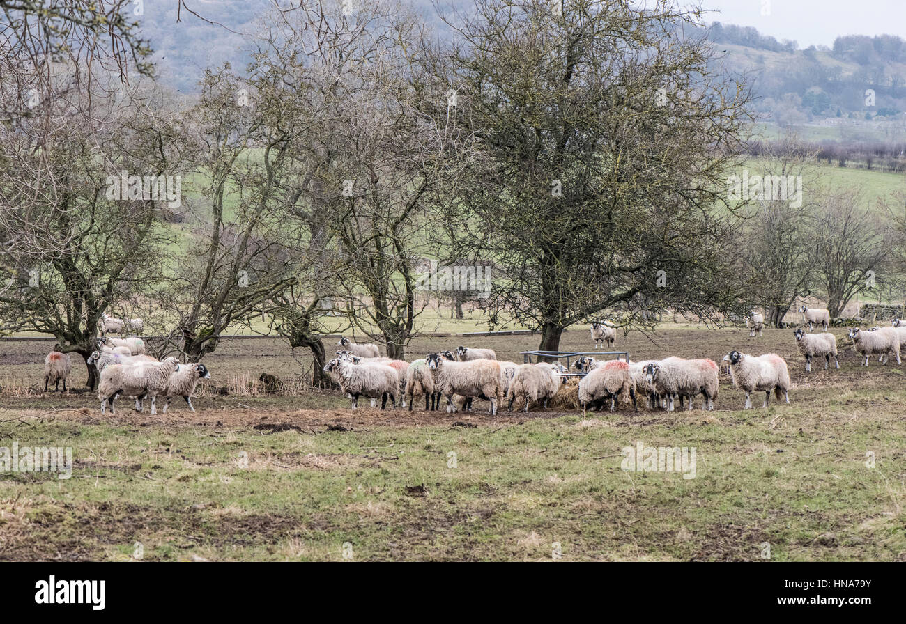 Mutterschafe (weibliche Schafe) Fütterung mit Heu im Winter in Wensleydale. Felder in der Nähe von Redmire Stockfoto