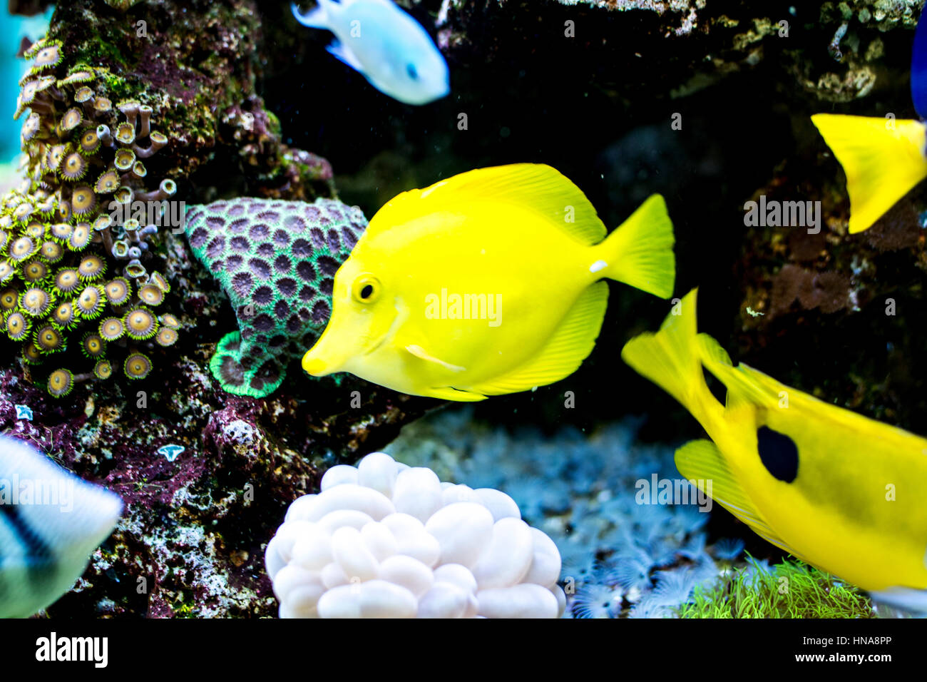 Bunte Fische Stockfoto