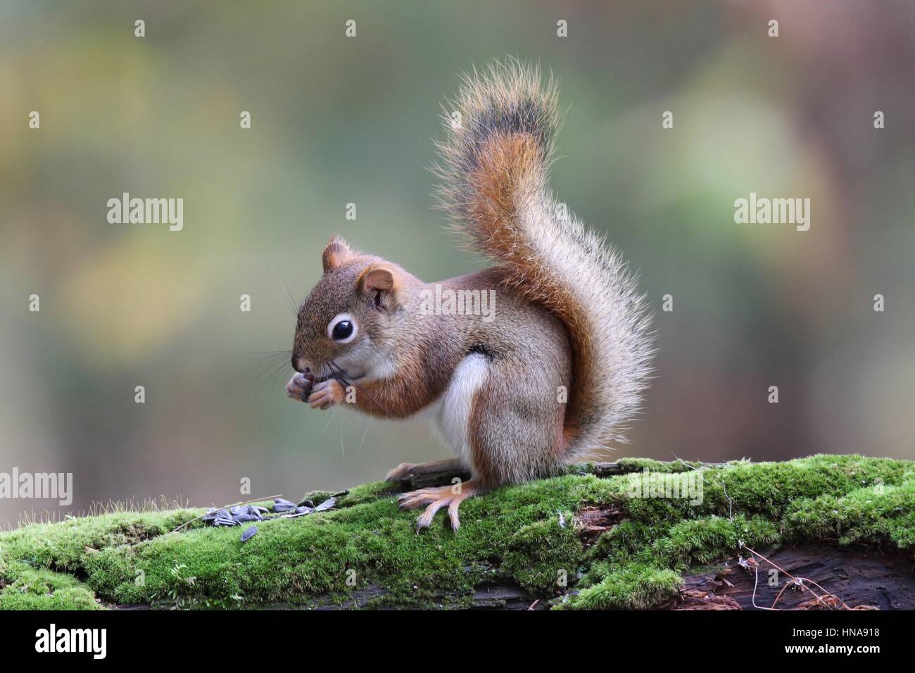 Ein Amerikanisches Rotes Eichhörnchen frisst Lebensmittel aus der Pfoten im Herbst Stockfoto