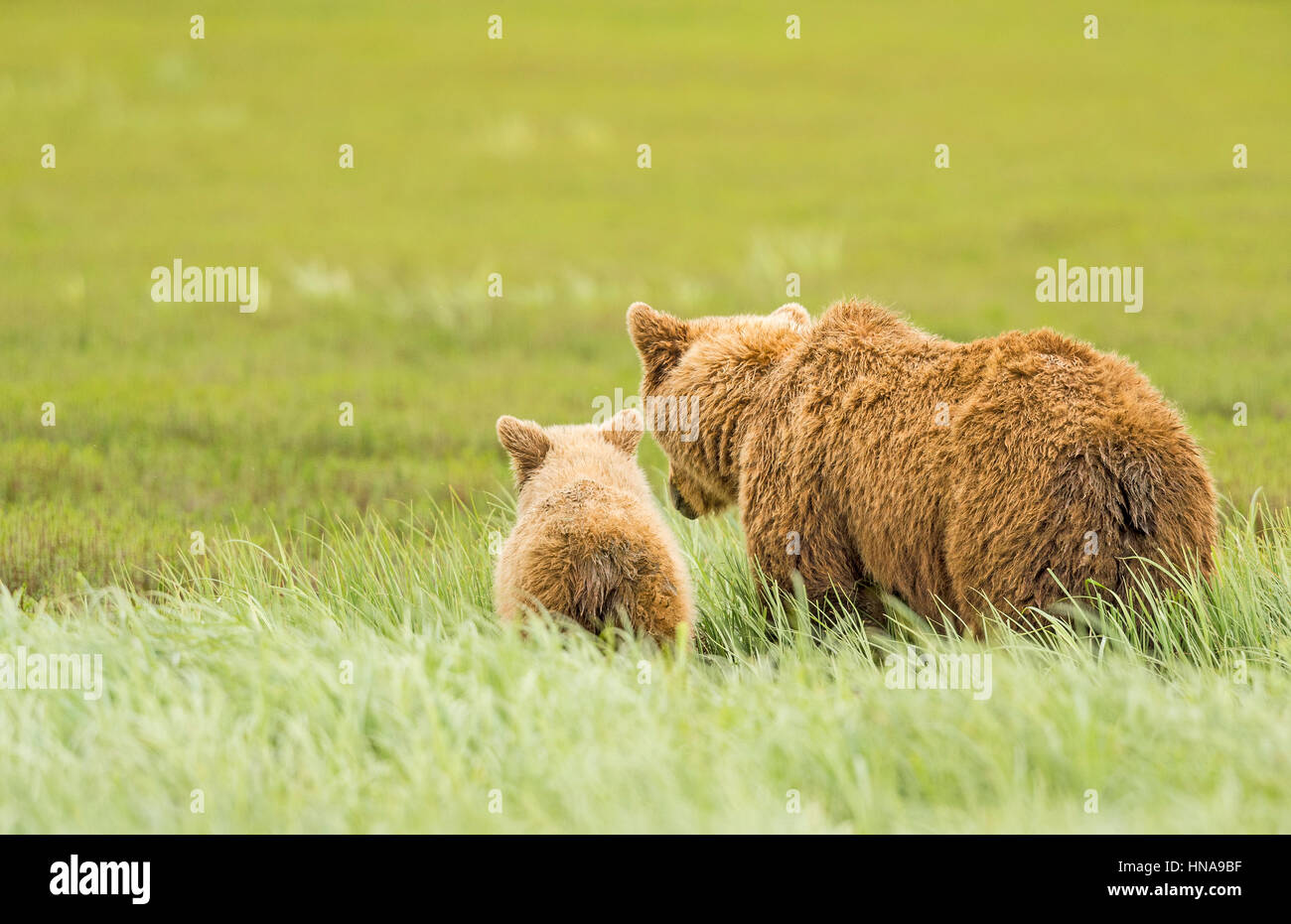 Ein Braunbär Cub und ihre Mutter (Ursus Arctos) stoppen, um auf der Wiese Segge McNeil River State Game Sanctuary, Alaska zurückblicken Stockfoto