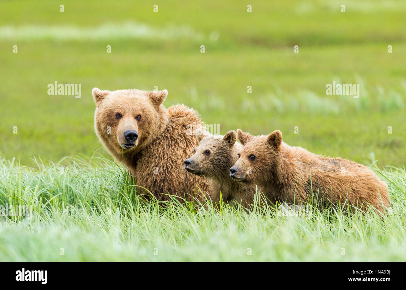 Eine Sau Braunbär (Ursus Arctos) blickt zurück auf ihre zwei jungen den hohen Gräsern auf der Wiese Segge McNeil River State Game Sanctuary, Alaska Stockfoto