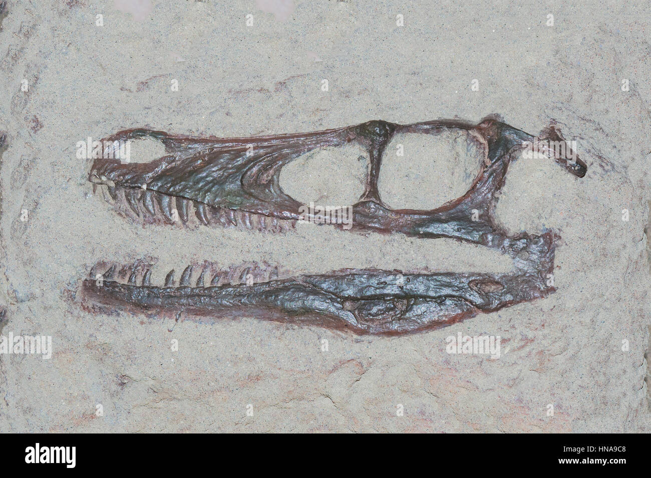 Fossilen Leiter der Velociraptor Dinosaurier mit einer Reihe von scharfen Zähnen Stockfoto