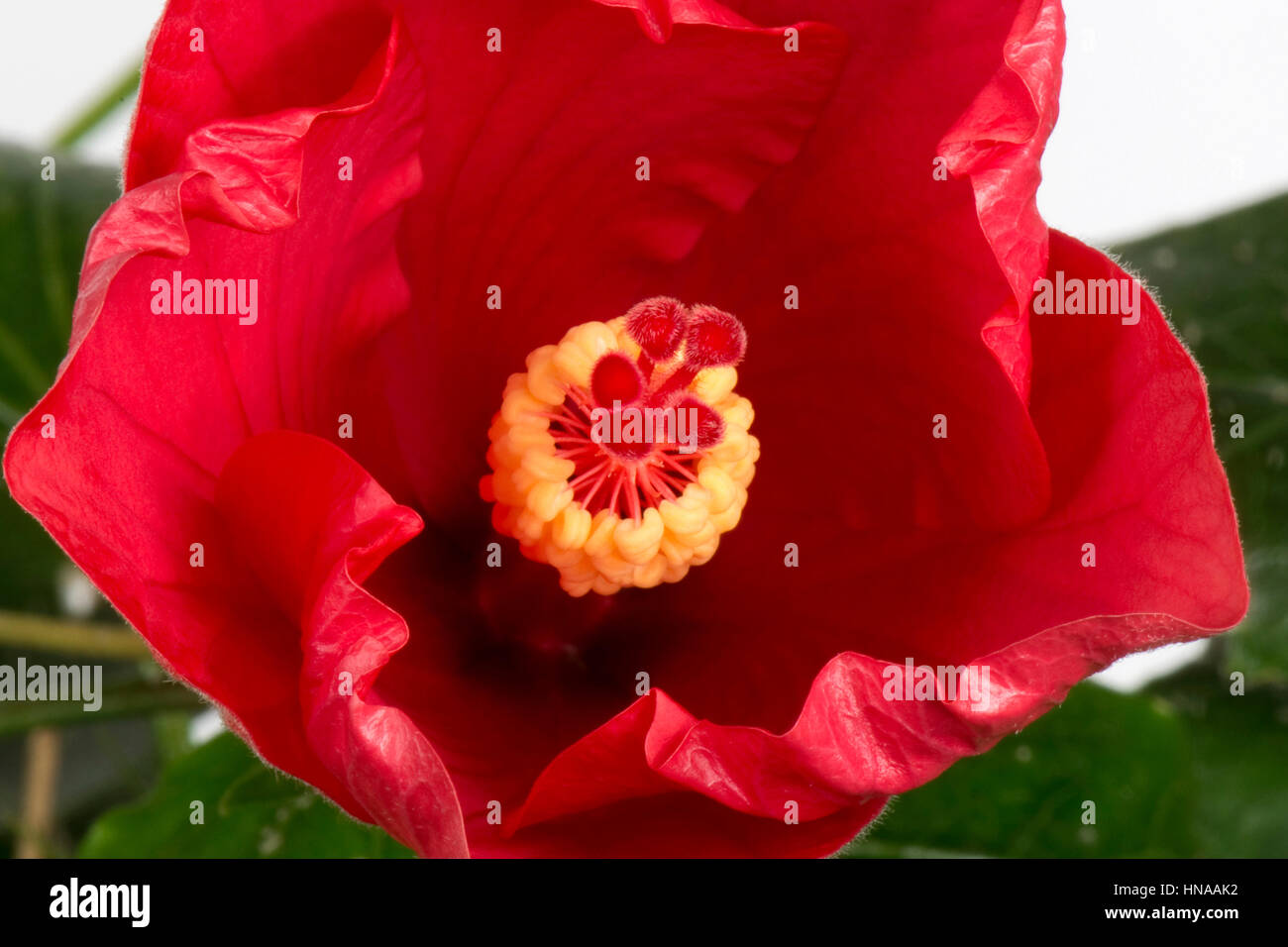 Blütenknospe der rote Hibiscus Rosa-Sinensis öffnen um Antheren, Stigma, Stil und andere reproduktive Teile sichtbar zu machen Stockfoto