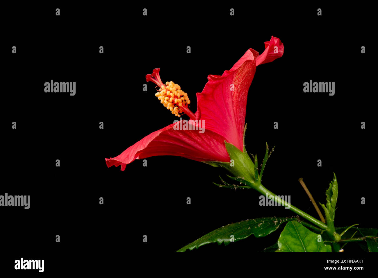 Blütenknospe rote Hibiscus Rosa-Sinensis Sequenz öffnen um Antheren, Stigma, Stil und andere reproduktive Teile sichtbar zu machen Stockfoto