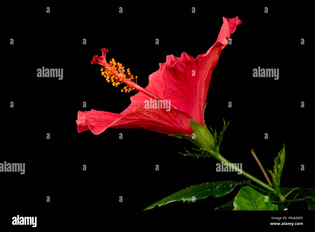Blütenknospe rote Hibiscus Rosa-Sinensis Sequenz öffnen um Antheren, Stigma, Stil und andere reproduktive Teile sichtbar zu machen Stockfoto
