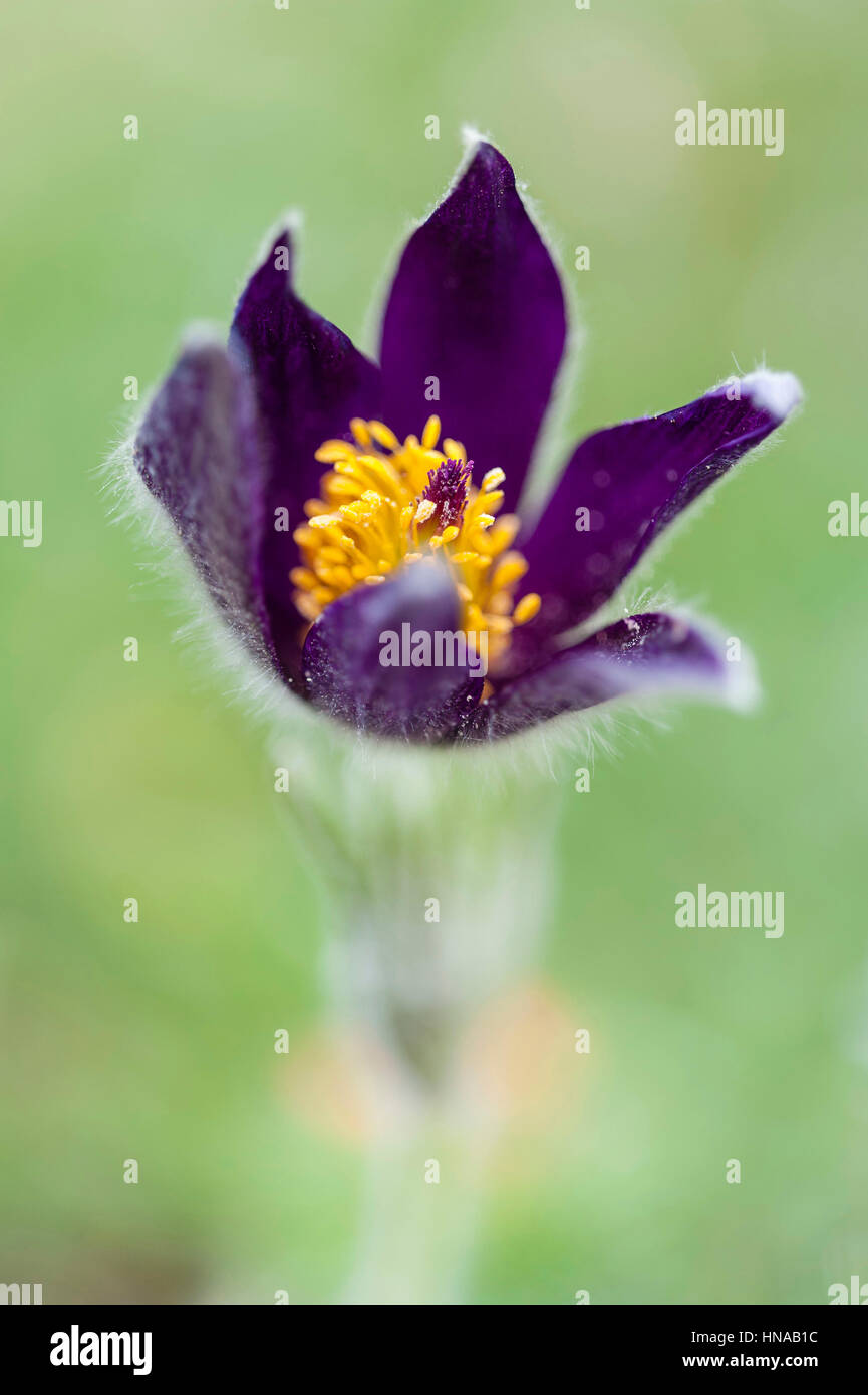 Anemone pulsatilla var. costeana Stockfoto