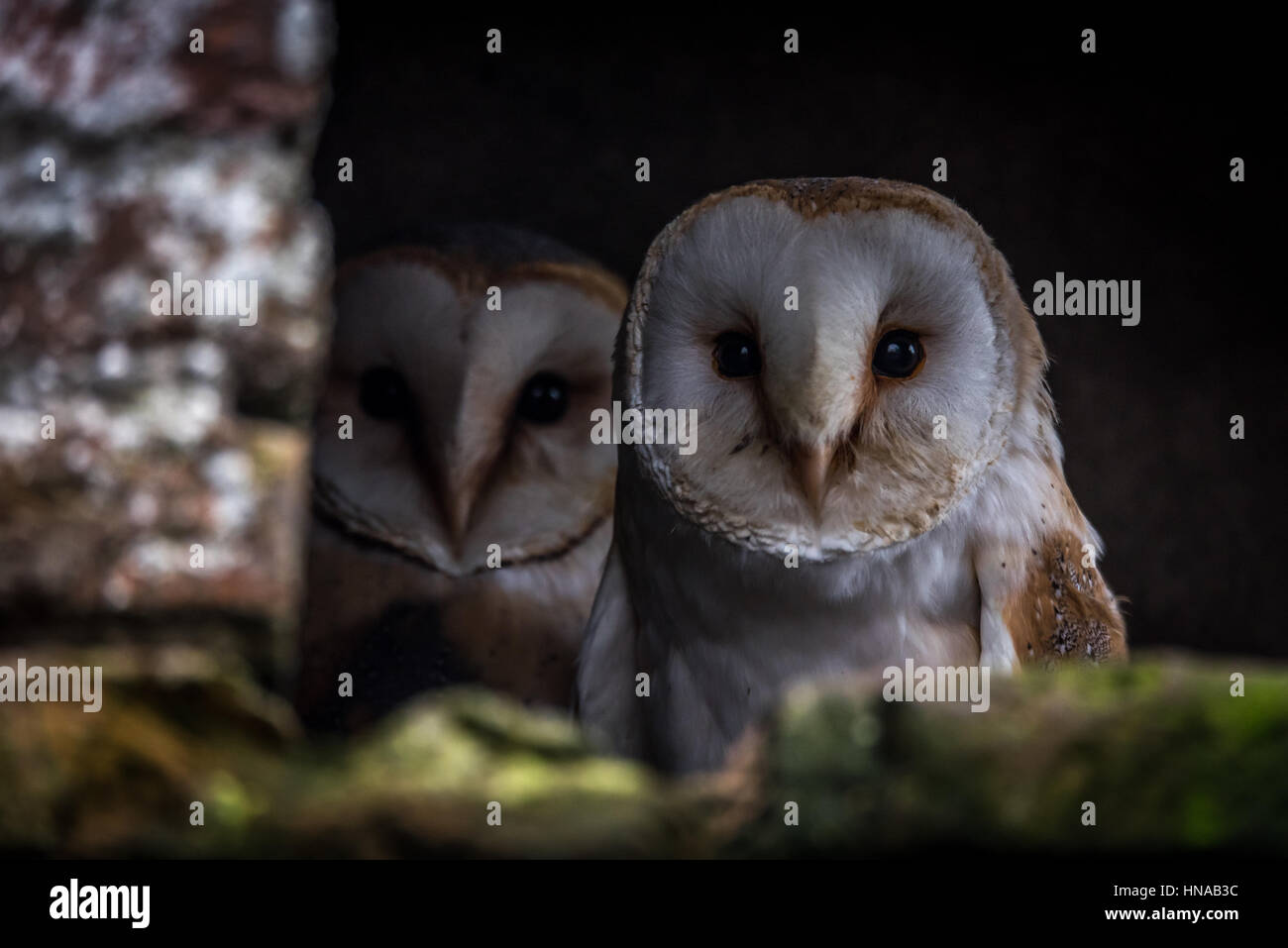 Zwei Schleiereulen (Tyto Alba) als nächstes zwei einander sitzen. Die Schleiereule ist die am weitesten verbreitete Art der Eule und eines der am weitesten verbreitete aller Stockfoto