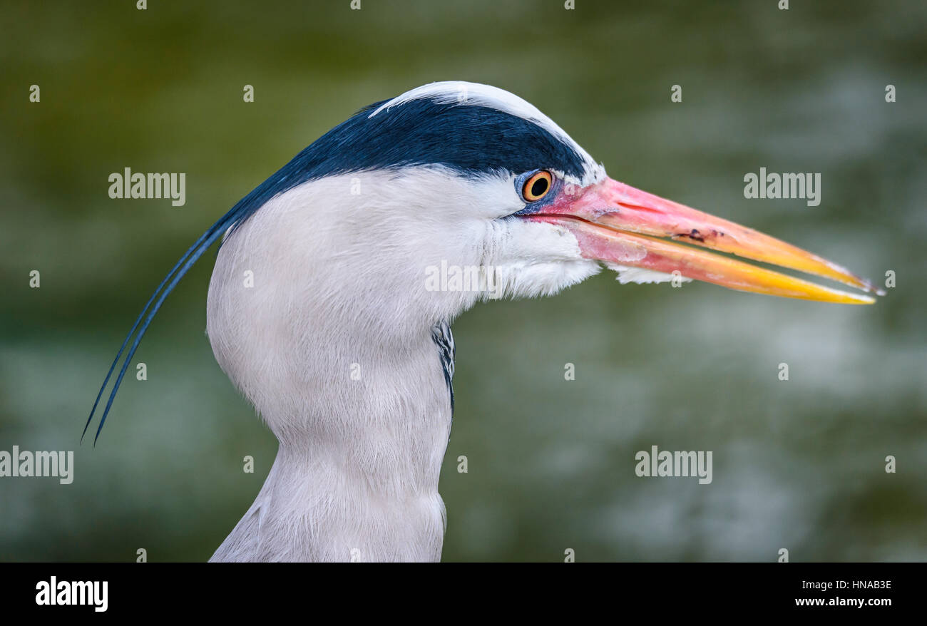 Der schwarz-gekrönter Nachtreiher (Nycticorax Nycticorax). Diese Vögel stehen noch an der Wasserkante und warten auf Hinterhalt Beute, vor allem in der Nacht. Stockfoto