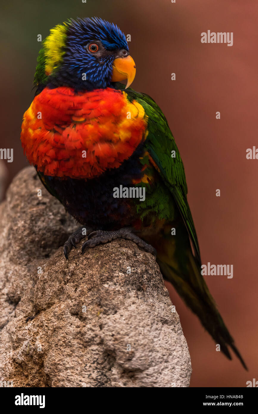 Der Regenbogen-Lori (Trichoglossus Moluccanus) eine Art von Papagei in Australien lebt. Der Vogel ist ein mittlerer Größe Papagei. Stockfoto