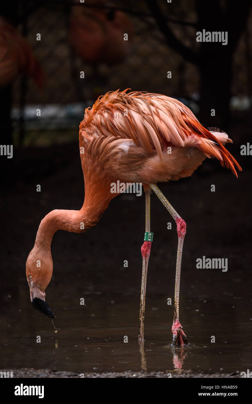 Flamingos oder Flamingos (Phoenicopteridae). Flamingos sind sehr gesellige Vögel; Sie leben in Kolonien, deren Bevölkerung in den Tausenden nummerieren kann. Stockfoto